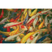 Koi Printed Canvas Painting - U&U Home Budget Furniture (Carteret, NJ)
